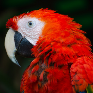 Carrot Red Samsung