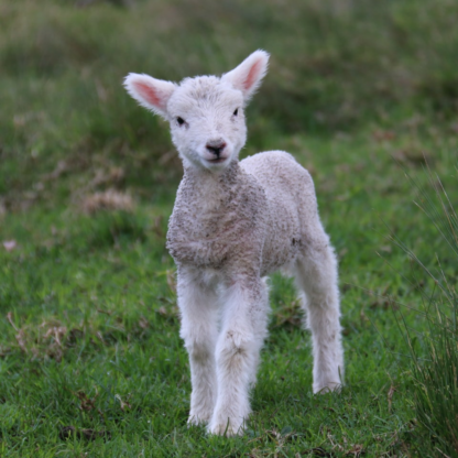 Lamb Pumpkin