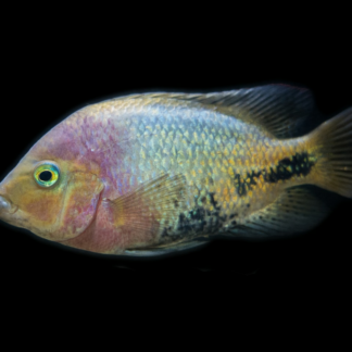 Fish Diamond Internet