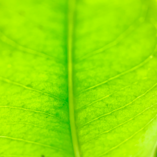 Refrigerator Green