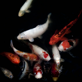 Perl Fish Download
