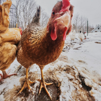 Violet Chicken