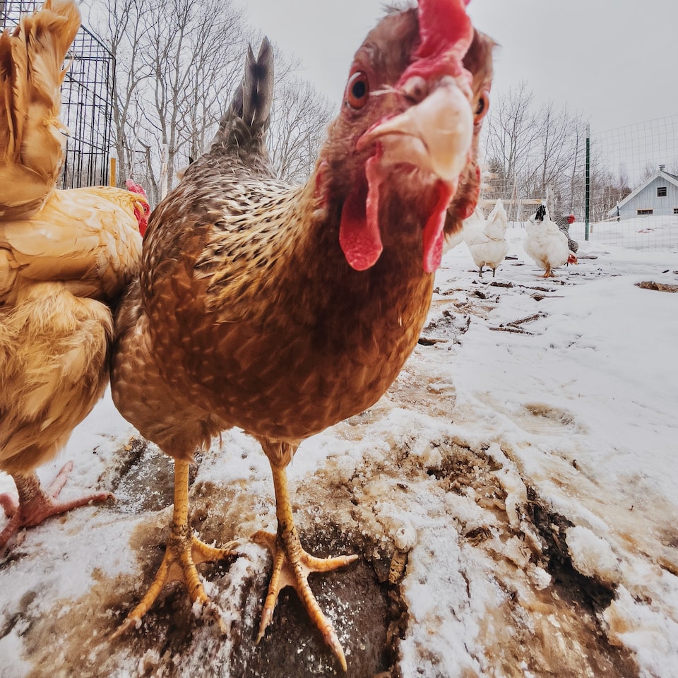 Violet Chicken