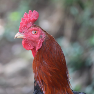 Rooster Download Oven