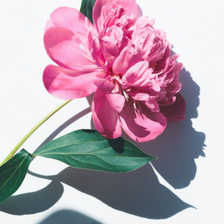 Pink Album