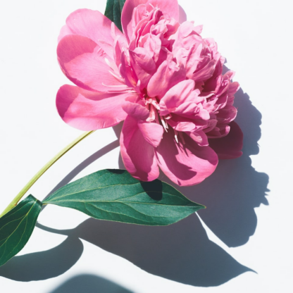 Pink Album