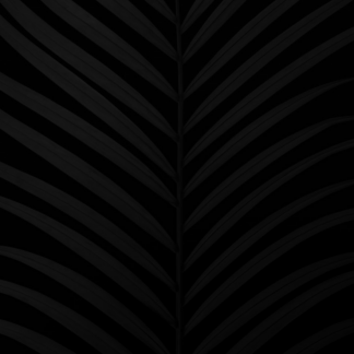 Black Black