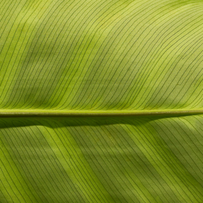 Knife Green