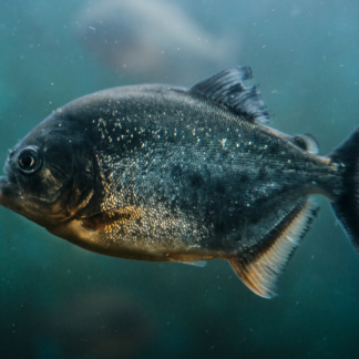 Fish Cola