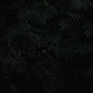 Medium Black Brown