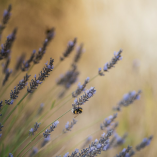 Soy Lavender