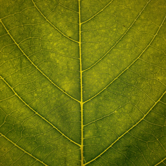 Large Green