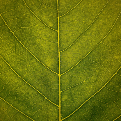 Large Green