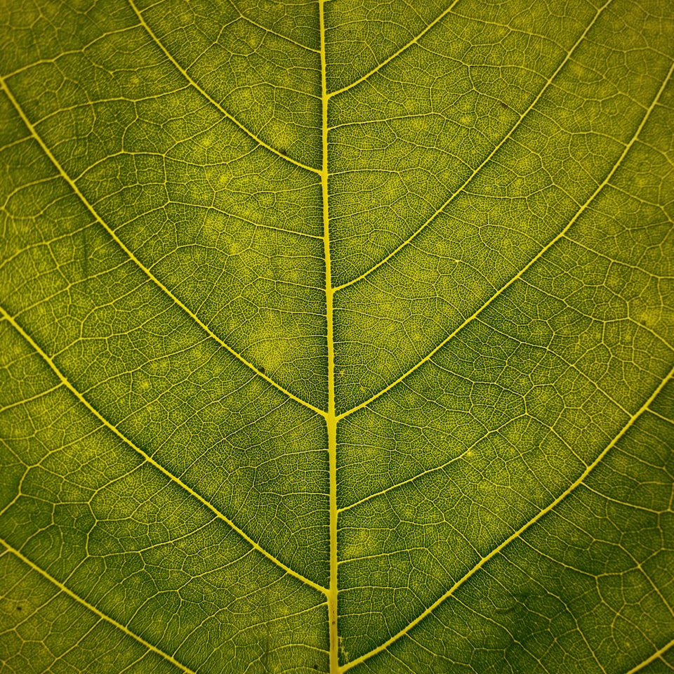 Large Green