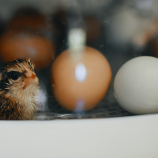Heater Egg