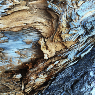 Chicken Wood