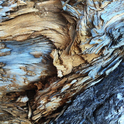 Chicken Wood