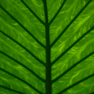 Green Heater Lavender