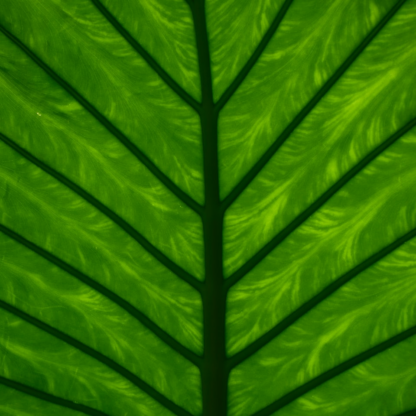 Green Heater Lavender