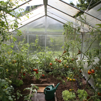 Tomato Tomato Moustache