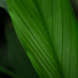 Meat Knife Green