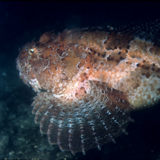 Fish Download