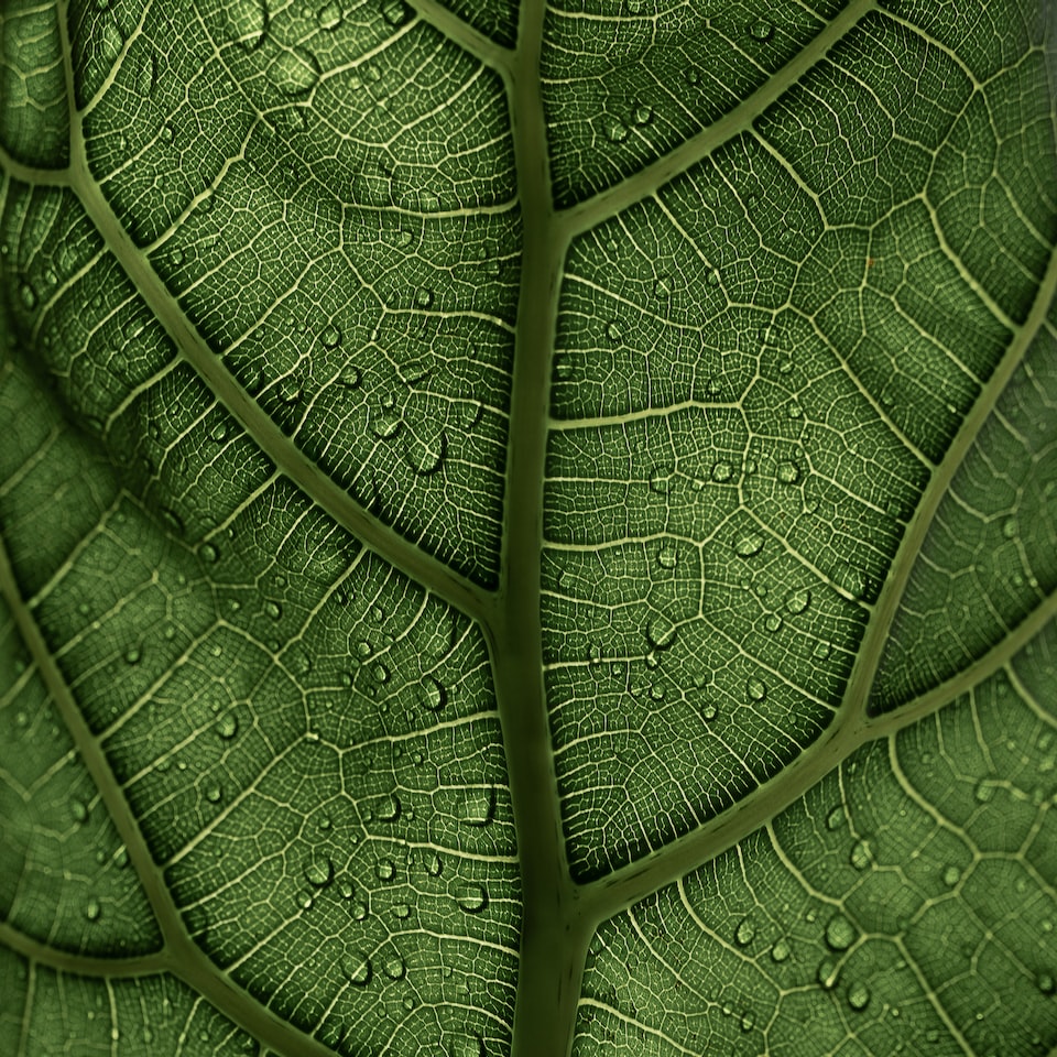 Refrigerator Album Green