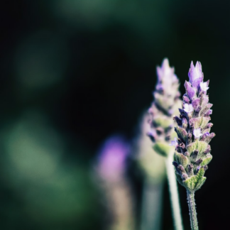 Moustache Lavender