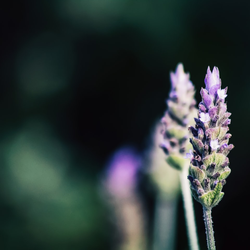 Moustache Lavender