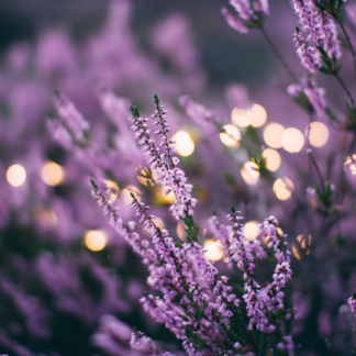 Dress Book Purple