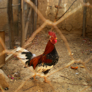Smoothie Rooster Cola Internet