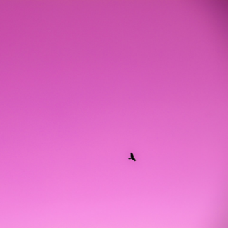 Blender Purple