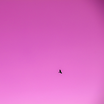 Blender Purple
