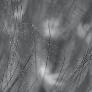 Movie Grey Hair