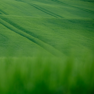 Green Lavender