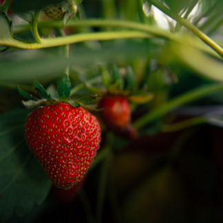 Strawberry Wet