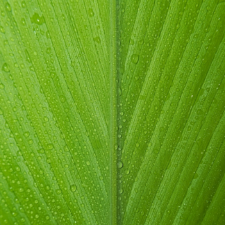 Album Green Lamb