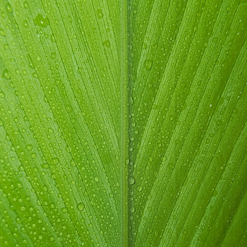 Album Green Lamb