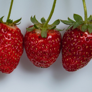 Strawberry Washer Motorola