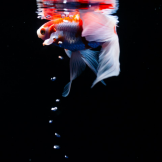 Fish Apple