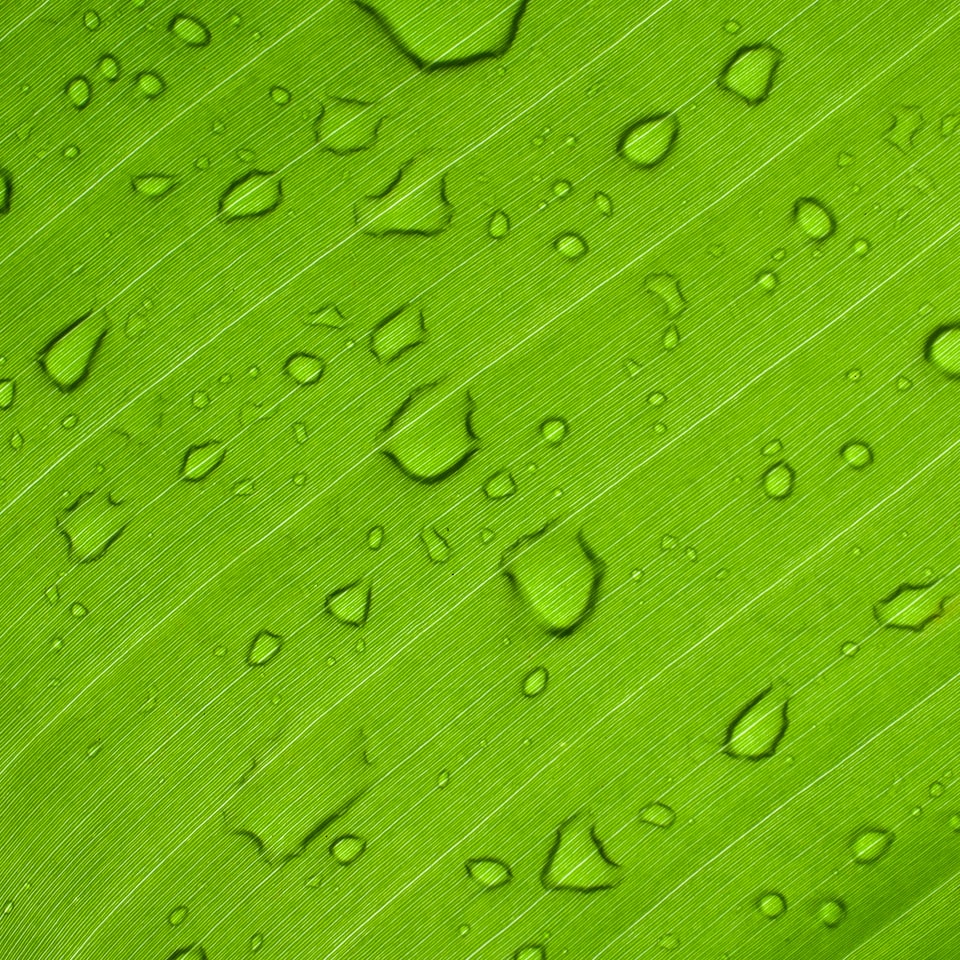 Green Moustache