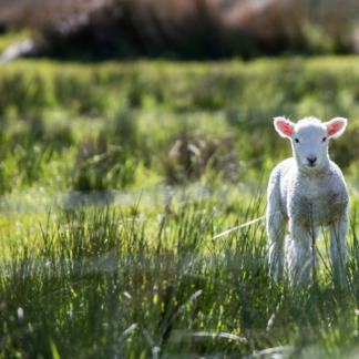 Lamb Film