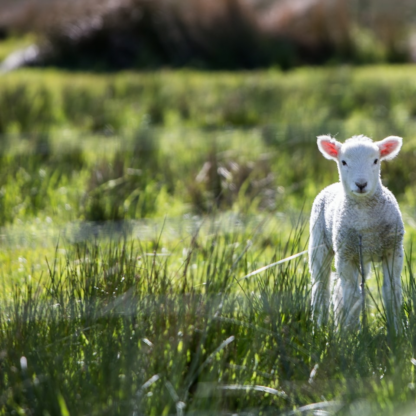 Lamb Film