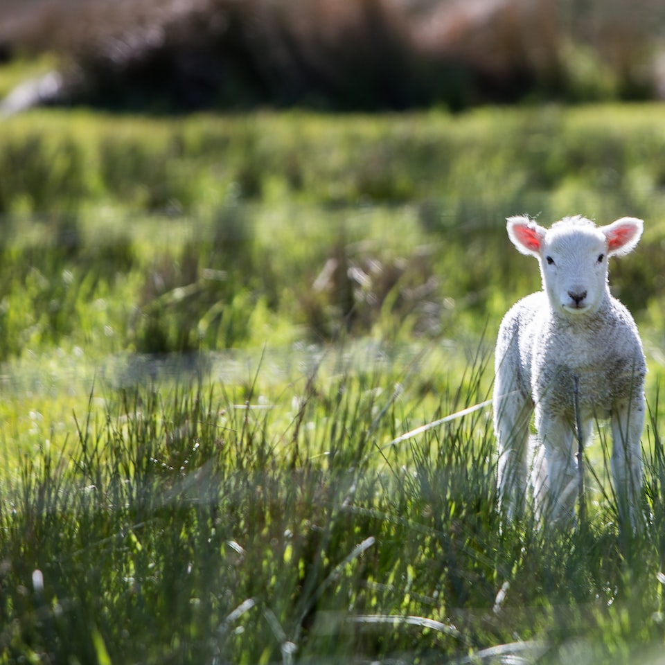 Lamb Film