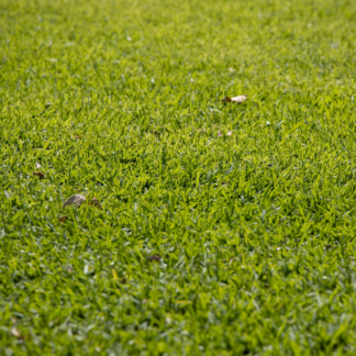 Tomato Kit Green