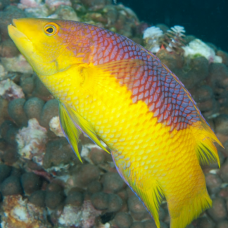 Fish Chicken Fish