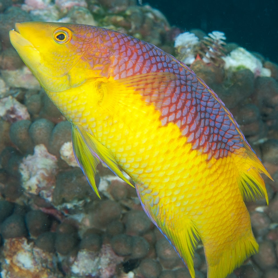Fish Chicken Fish