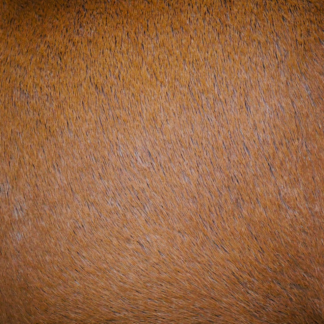 Brown Microwave