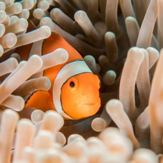 Book Fish