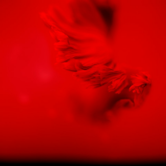 Rooster Red